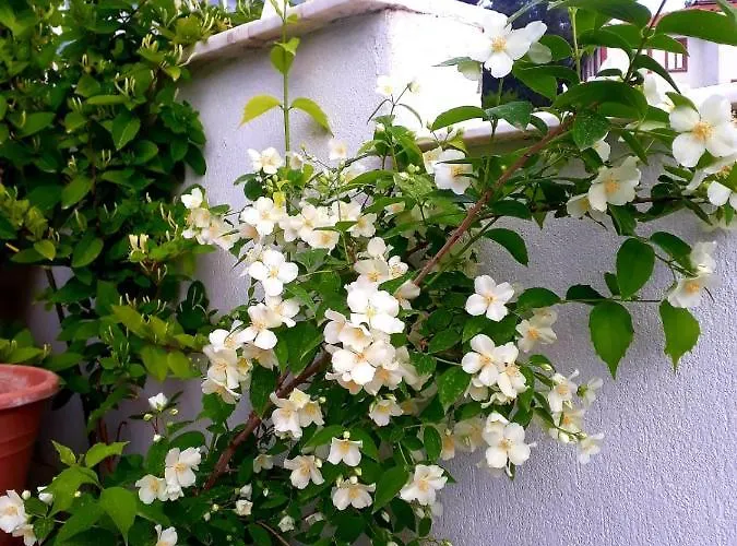 Paradise House Aparthotel 3*