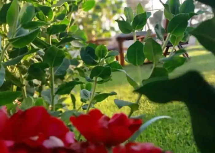 Paradise House Aparthotel